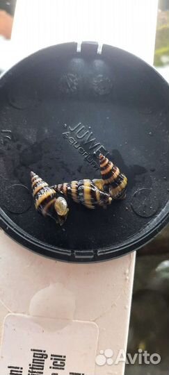 Улитка Хелена