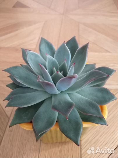 Суккуленты