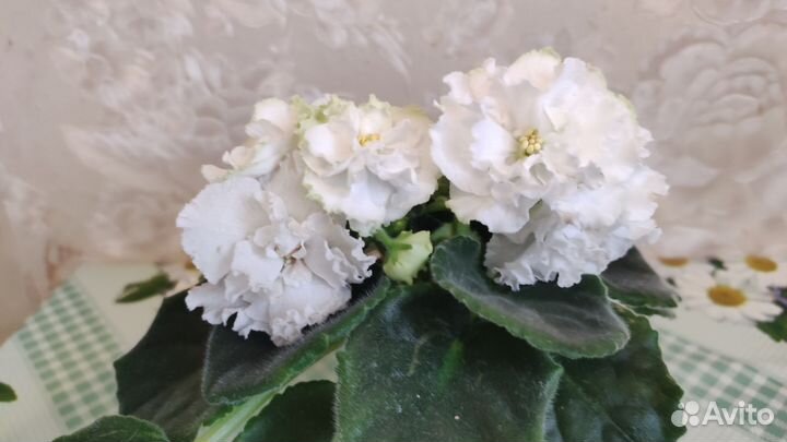 Фиалка белая