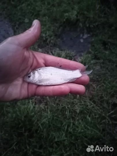 Живец карась