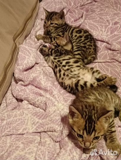 Бенгальские котята