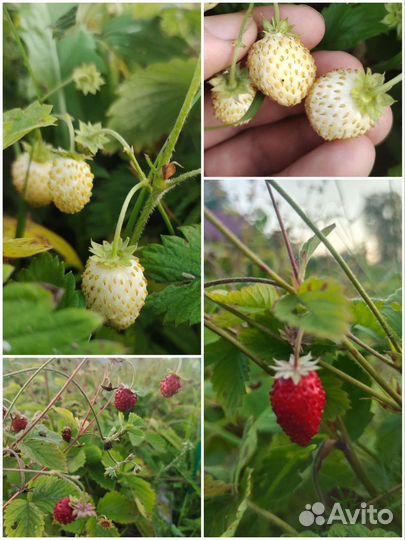 Земляника садовая мелкоплодная