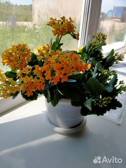 Каланхоэ блоссфельда