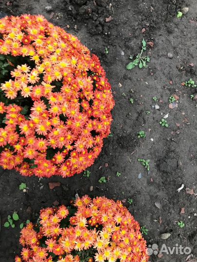Хризантема шаровидная