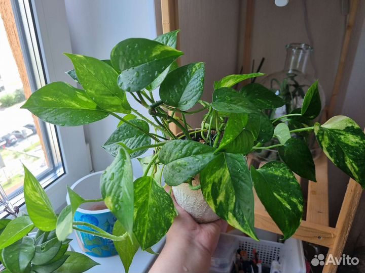 Эпипремнумы