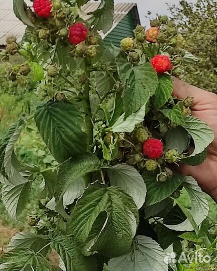 Саженцы плодовых деревьев