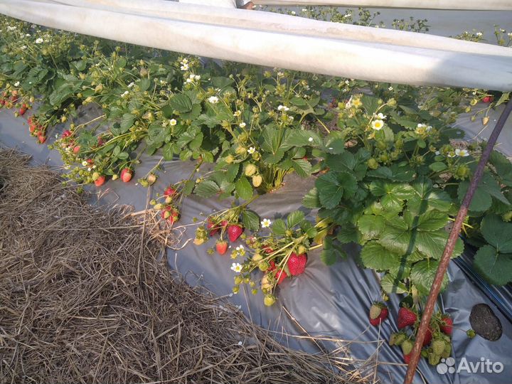 Клубника сорта Румба