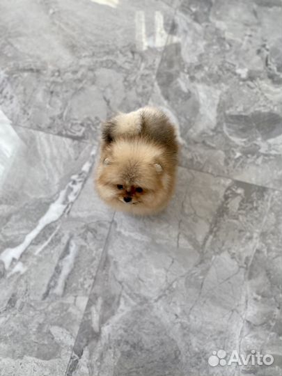 Померанский шпиц мини девочка