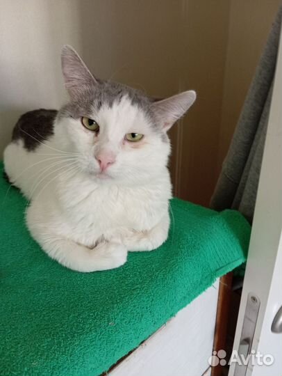 Василий Глазосверк Чешипузович