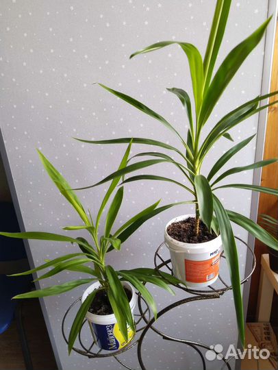Комнатные цветы юкка