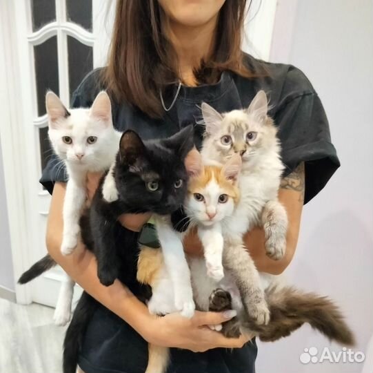 Котята, девочки