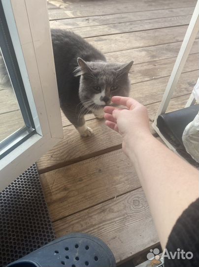 Котик в дар бесплатно