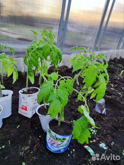 Рассада помидор
