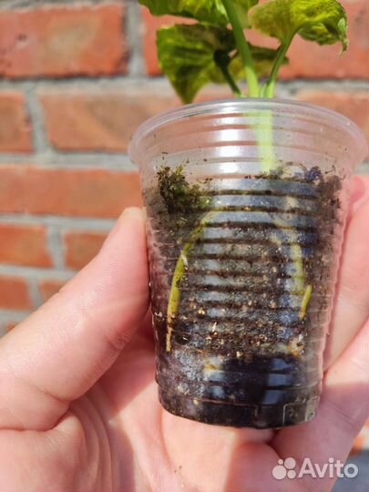 Сингониум яичница