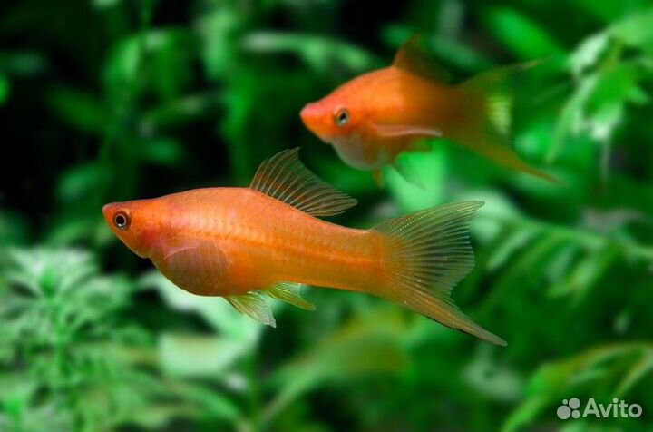 Аквариумные рыбки