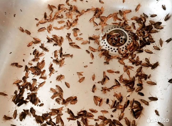 Травление клопов, Уничтожение тараканов, клещей