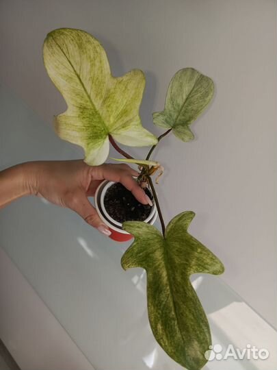 Филодендрон Флорида бюти альба