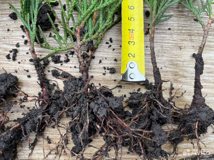 Туя Смарагд саженцы 8-12 см