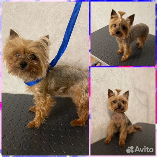 Груминг, Стрижка собак и кошек