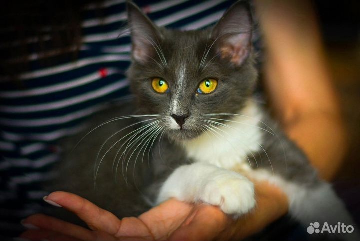Молодые стерилизованные кошечки 5 мес