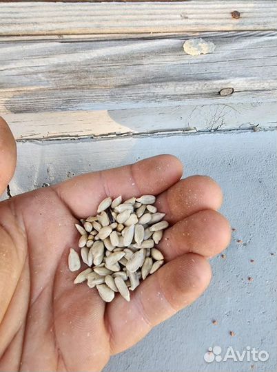 Ядро подсолнечника