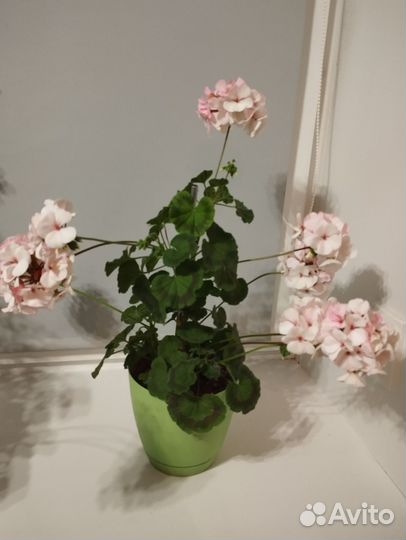 Пеларгония герань