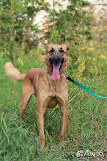 Пес ищет Семью