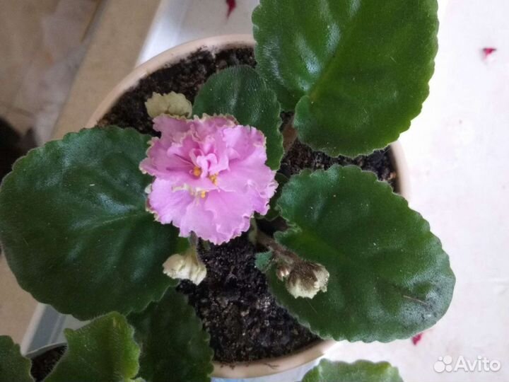 Фиалка цветы растения комнатные