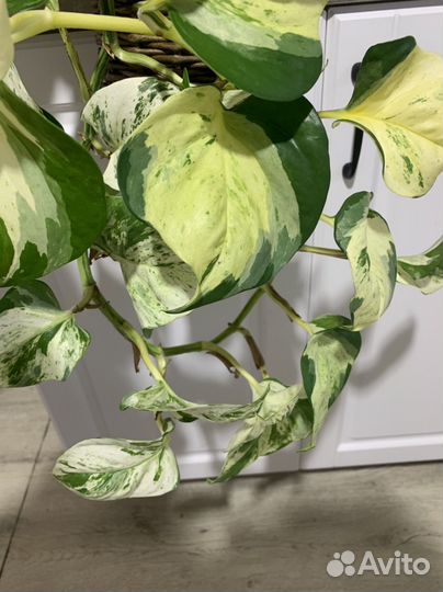 Эпипремнум Марбл Квин