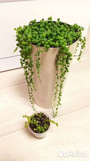 Крестовник Роули