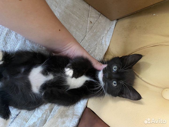 Отдам в добрые руки котёнок девочка