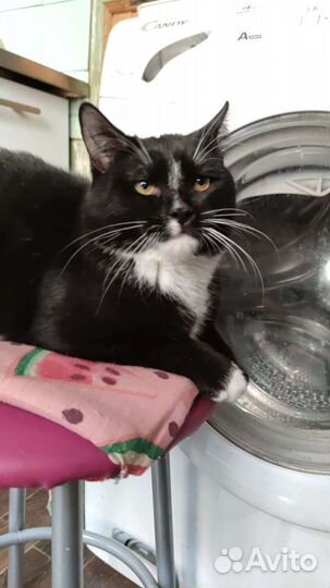 Кот ласковый