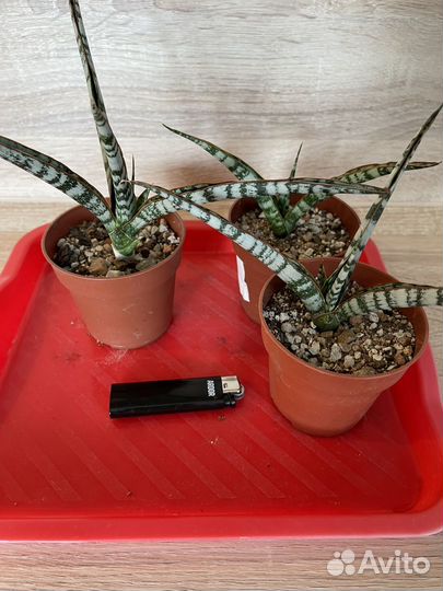 Суккуленты разные