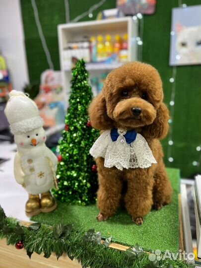 Стрижка кошек и собак