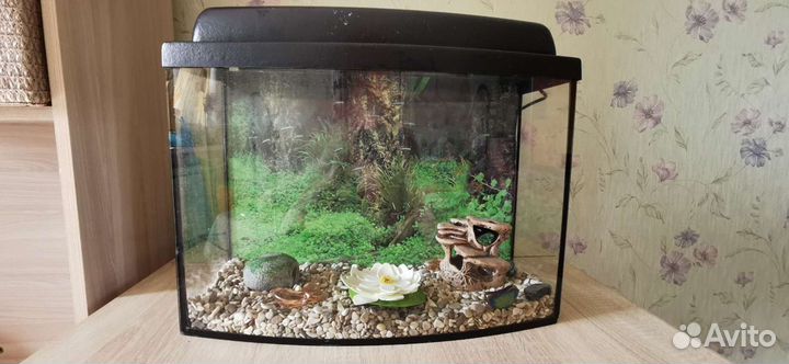 Аквариум и украшения для аквариума