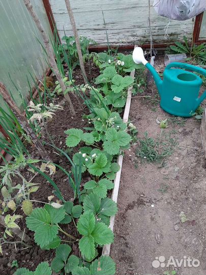 Клубника рассада