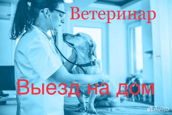 Врач ветеринар на дом / Кастрация / Стерелизация
