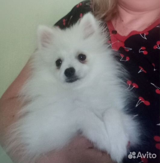 Шпиц той девочка