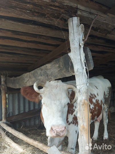 Стельная молочная корова