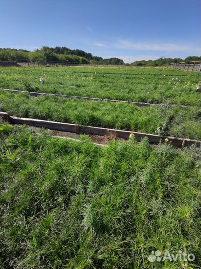 Саженцы ели зкс оптом