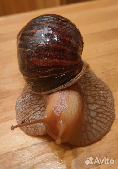 Улитки ахатины