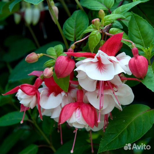 Черенки фуксии