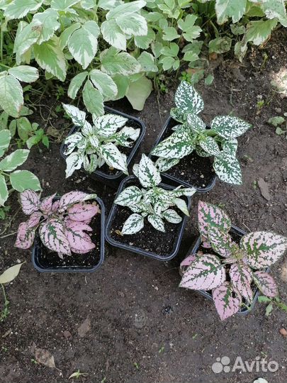 Комнатные цветы