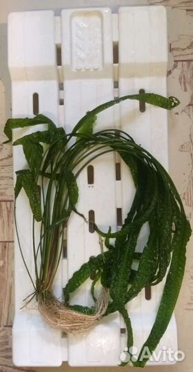 Криптокарина апоногетонолистная