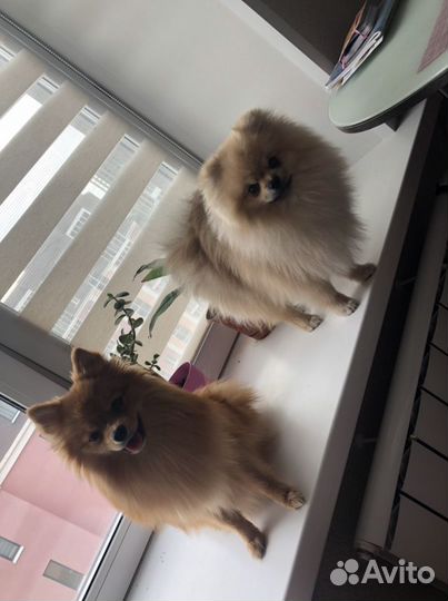 Передержка/гостиница для животных