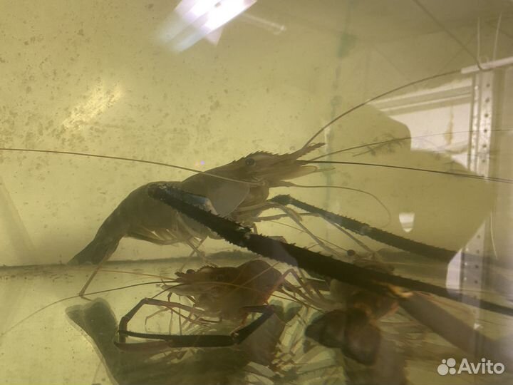 Креветки Розенберга Макробрахиум