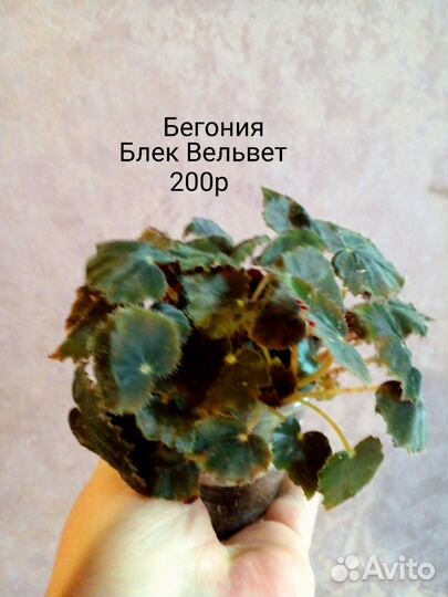 Бегония декоративно лиственная