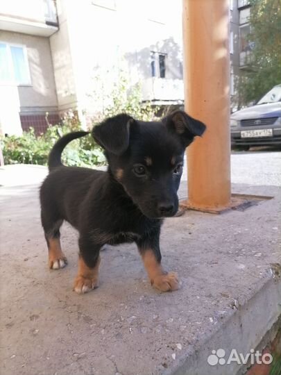 Собака в добрые руки щенок