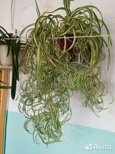 Хлорофитум кудрявый