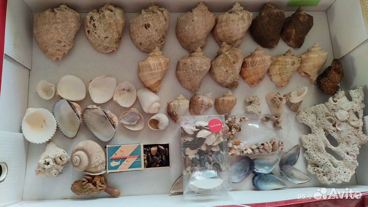 Ракушки для творчества